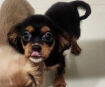 Small Photo #12 Cavalier King Charles Spaniel Puppy For Sale in BOONVILLE, NY, USA