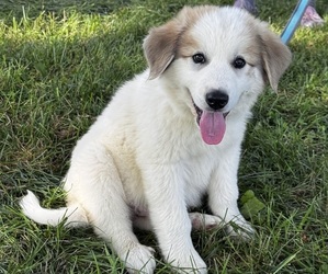 Great Pyrenees Puppy for sale in CANOGA, NY, USA