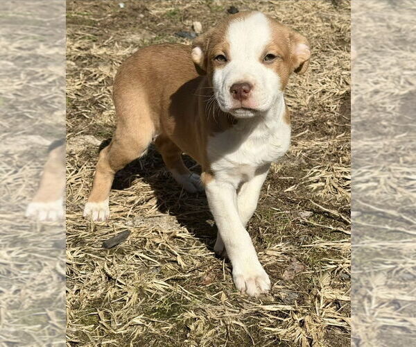 Medium Photo #3 Australian Shepherd-Unknown Mix Puppy For Sale in Springdale, PA, USA