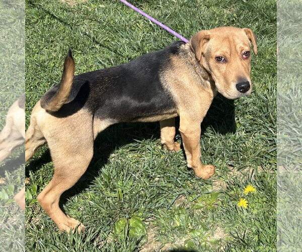 Medium Photo #3 Beagle-Unknown Mix Puppy For Sale in Batavia, OH, USA
