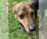 Small Whippet Mix