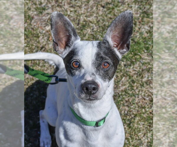 Medium Photo #18 Rat Terrier-Unknown Mix Puppy For Sale in Oak Bluffs, MA, USA