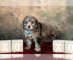 Small Photo #7 Goldendoodle (Miniature) Puppy For Sale in WARSAW, IN, USA