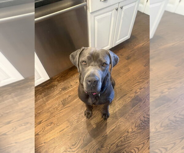 Medium Photo #9 Mastiff-Unknown Mix Puppy For Sale in New York, NY, USA