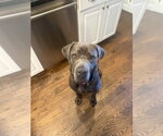 Small #8 Mastiff Mix