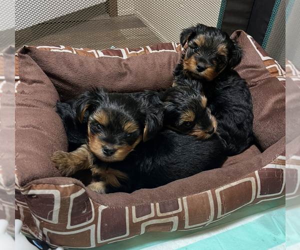 Medium Photo #1 Yorkshire Terrier Puppy For Sale in OHATCHEE, AL, USA