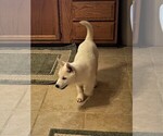 Small Photo #4 Siberian Husky Puppy For Sale in BURLINGTON, WI, USA