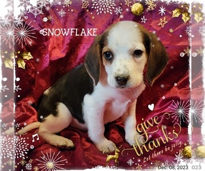 Beagle Puppy for sale in HENDERSON, NC, USA
