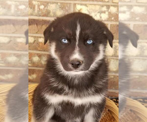 Medium Photo #1 German Shepherd Dog-Siberian Husky Mix Puppy For Sale in NEOSHO, MO, USA