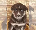 Small Photo #1 German Shepherd Dog-Siberian Husky Mix Puppy For Sale in NEOSHO, MO, USA