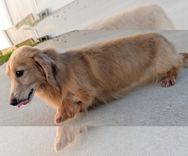 Medium Photo #9 Dachshund Puppy For Sale in Shelbyville, TN, USA