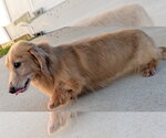 Small #8 Dachshund