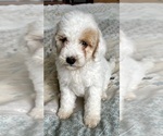 Small Photo #42 Goldendoodle (Miniature) Puppy For Sale in PENSACOLA, FL, USA