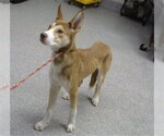 Small Siberian Husky Mix