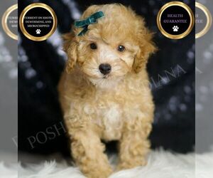 Poodle (Toy) Puppy for sale in WARSAW, IN, USA