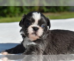 Small #3 Shih Tzu