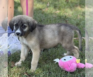 DAVE - Male Mutt Dog for Adoption - Photo #2