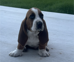Puppy Derek Basset Hound
