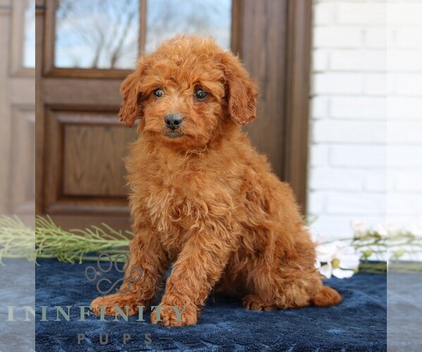 Medium Photo #2 Goldendoodle (Miniature) Puppy For Sale in NARVON, PA, USA