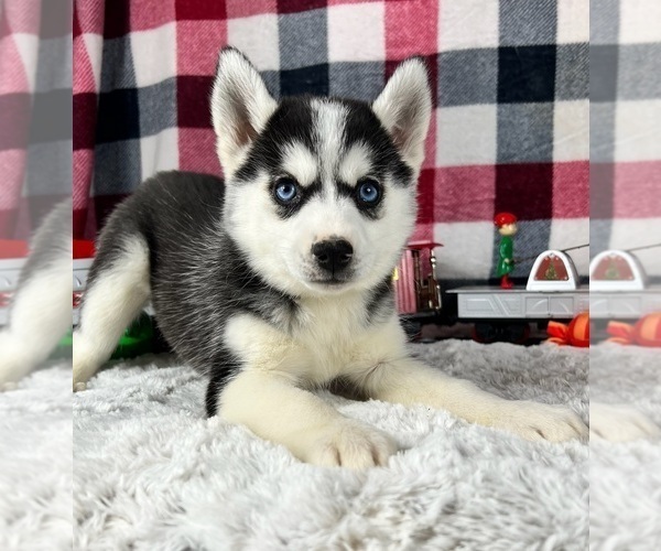 Medium Photo #2 Pomsky Puppy For Sale in GREENWOOD, IN, USA