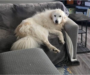 Great Pyrenees Dogs for adoption in Missoula, MT, USA