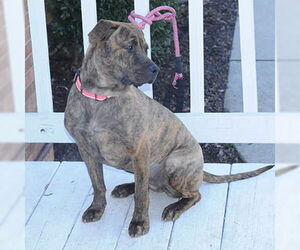 Fudge - Female Retriever -Unknown Mix Dog for Adoption - Photo #2