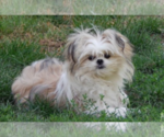 Small Photo #4 Shiranian Puppy For Sale in HAYWARD, CA, USA