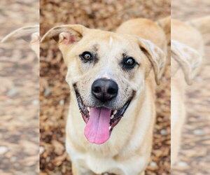 Anatolian Shepherd-Unknown Mix Dogs for adoption in Social Circle, GA, USA