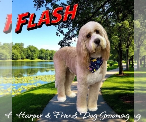 Medium Photo #1 Bernedoodle Puppy For Sale in MOORE, SC, USA