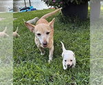 Small Photo #10 Chihuahua-Unknown Mix Puppy For Sale in New York, NY, USA