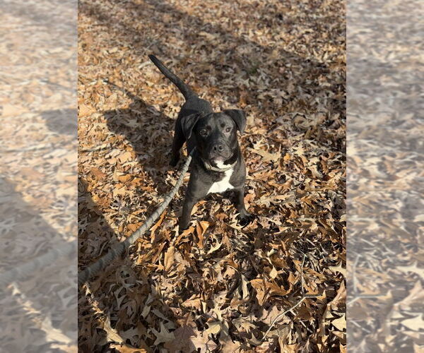 Medium Photo #2 Labrador Retriever-Unknown Mix Puppy For Sale in Boston, MA, USA
