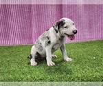 Small #8 Catahoula Leopard Dog