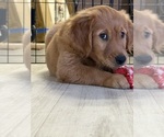 Small #4 Golden Retriever