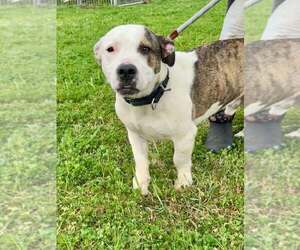 Mutt Dogs for adoption in Abbeville, LA, USA