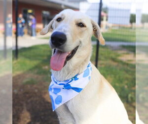 Great Pyrenees-Unknown Mix Dogs for adoption in San Antonio, TX, USA