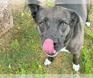 Labrador Retriever Dogs for adoption in Waco, TX, USA