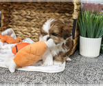 Scarecrow - Male Shih Tzu Puppy for Sale - Photo #4