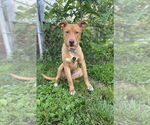 Small #1 Mutt