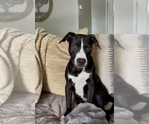 Medium Photo #16 Mutt Puppy For Sale in Mooresville, NC, USA