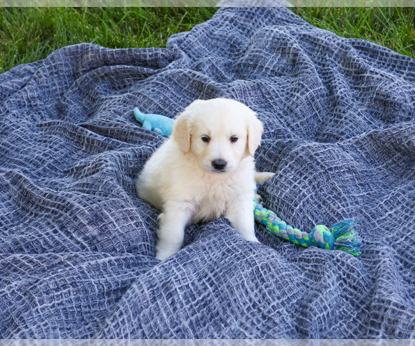 Medium Photo #3 English Cream Golden Retriever Puppy For Sale in SYRACUSE, IN, USA