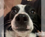 Small #2 Jack Russell Terrier Mix