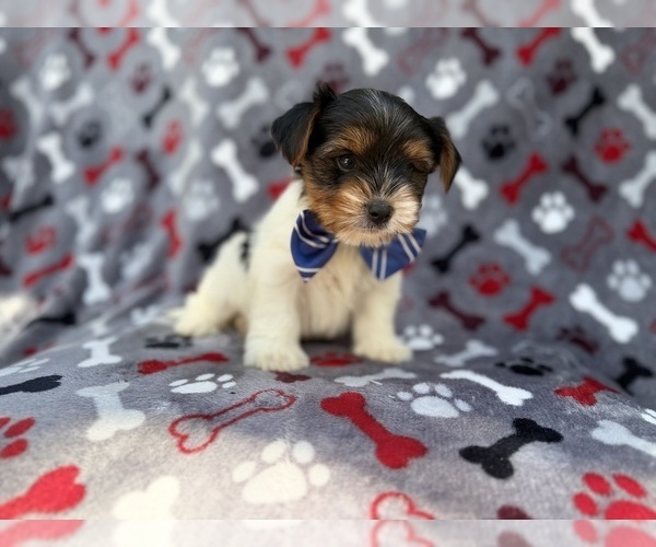 Medium Photo #4 Yorkshire Terrier Puppy For Sale in LAKELAND, FL, USA