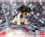 Small #3 Yorkshire Terrier