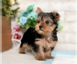 Small Photo #6 Yorkshire Terrier Puppy For Sale in SAN MATEO, CA, USA