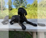 Puppy Puppy 3 Cane Corso