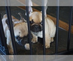 Small Photo #7 French Bulldog Puppy For Sale in LOUISVILLE, CO, USA