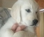 Small Photo #8 English Cream Golden Retriever Puppy For Sale in OCEANSIDE, CA, USA