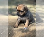Small Photo #4 Miniature Australian Shepherd-Pug Mix Puppy For Sale in MITCHELL, OR, USA