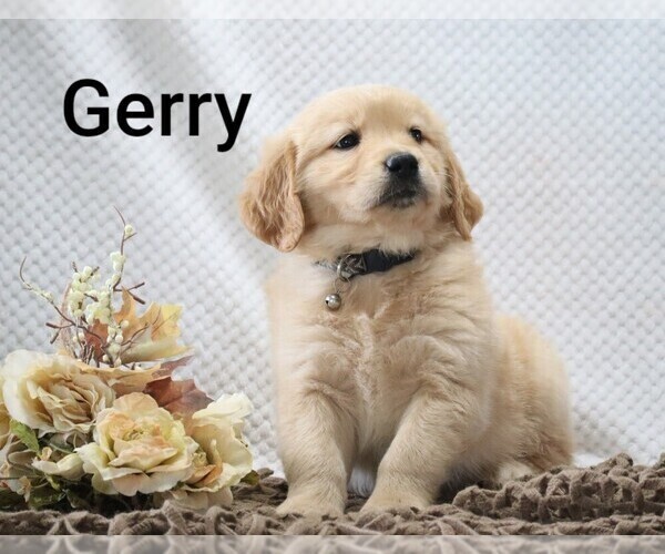 Medium Photo #17 Golden Retriever Puppy For Sale in LOYAL, WI, USA