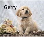 Litter of 4 - Male Golden RetrieverLitter of Puppies for Sale - Photo #17